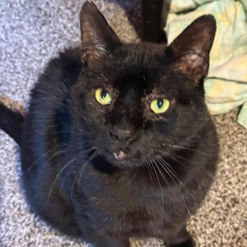 Boniface thumbnail 3