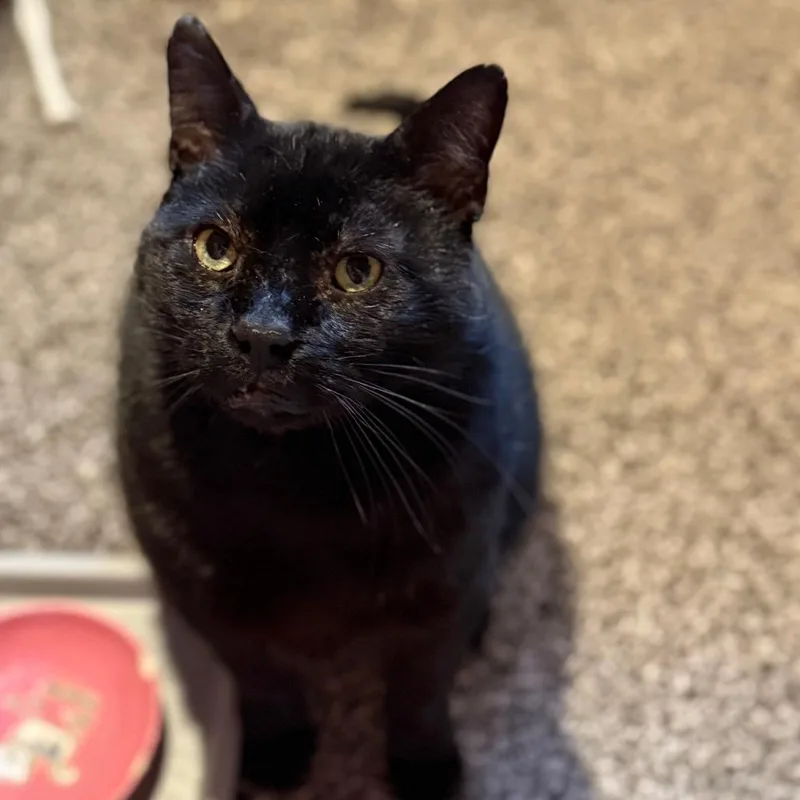 Boniface thumbnail 4