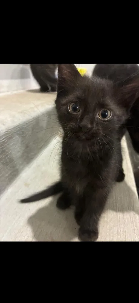 A baby small-sized male Black Domestic Short Hair cat named Punkin for adoption in Poplar Grove, IL