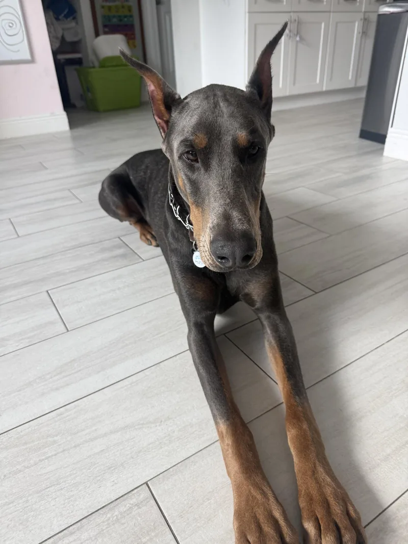 An adult extra large-sized male Doberman Pinscher dog named Hades for adoption in Pompano Beach, FL