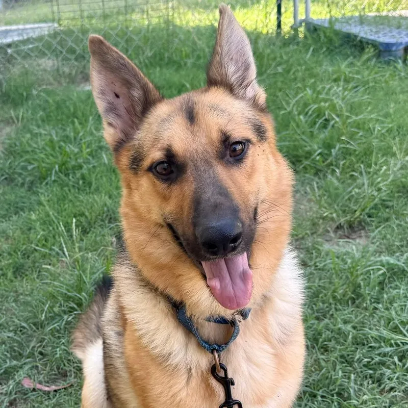 A young large-sized male Yellow / Tan / Blond / Fawn Mixed Breed dog named Cooper for adoption in Bennettsville, SC
