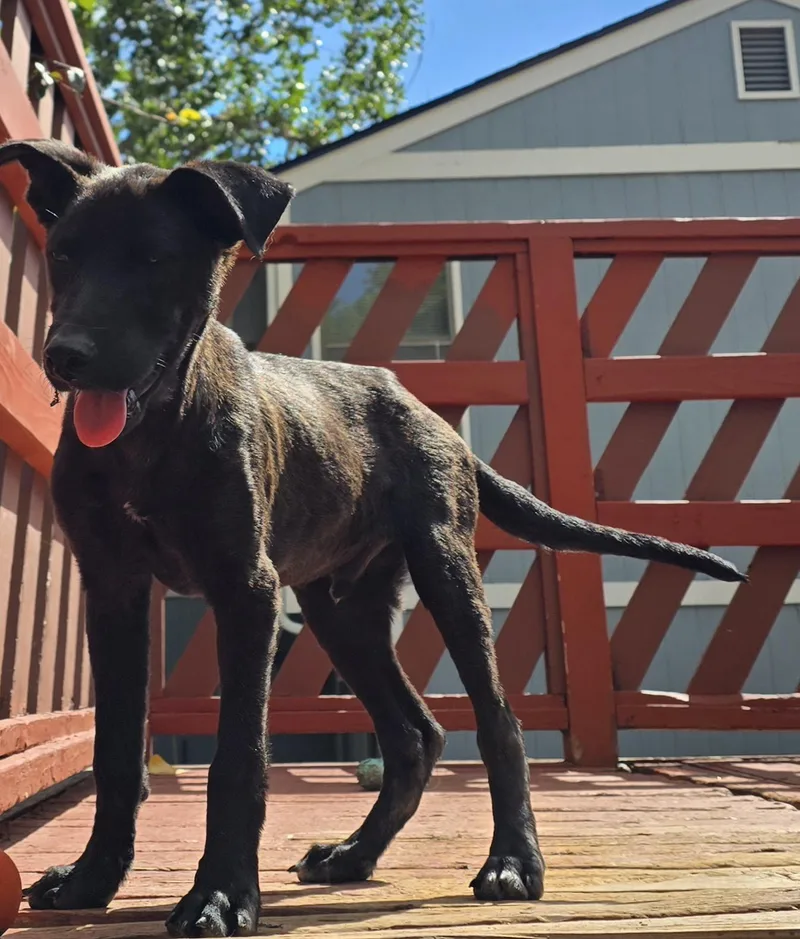 A baby medium-sized male German Shepherd Dog dog named Moose for adoption in Elizabeth, CO