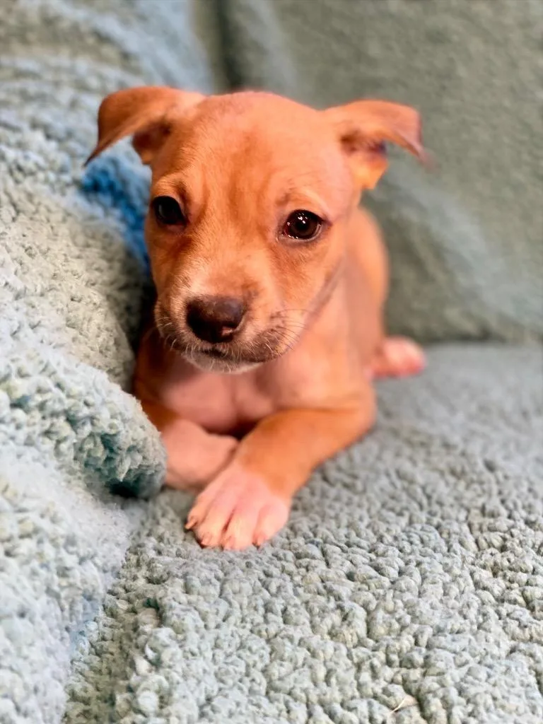 A baby medium-sized female Terrier dog named Penny for adoption in Urbandale, IA
