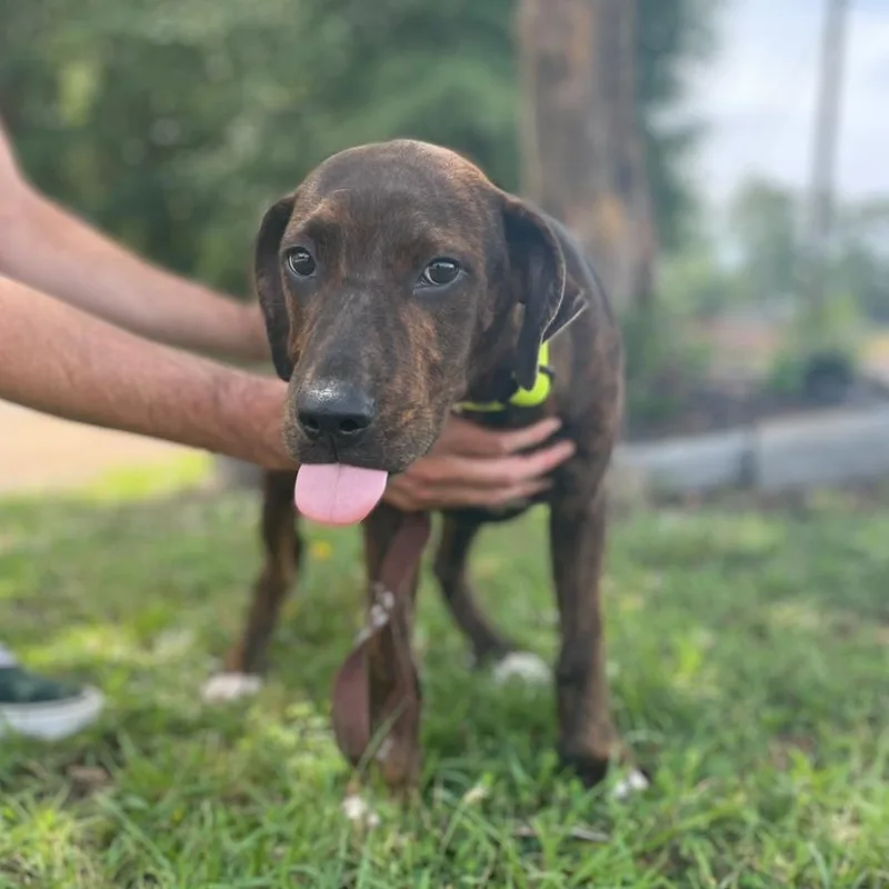 A baby medium-sized male Brindle Plott Hound dog named Fred Flintstone for adoption in Columbia, SC