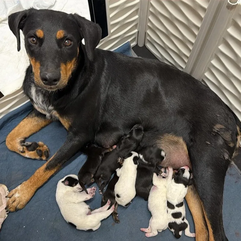 Baby male
