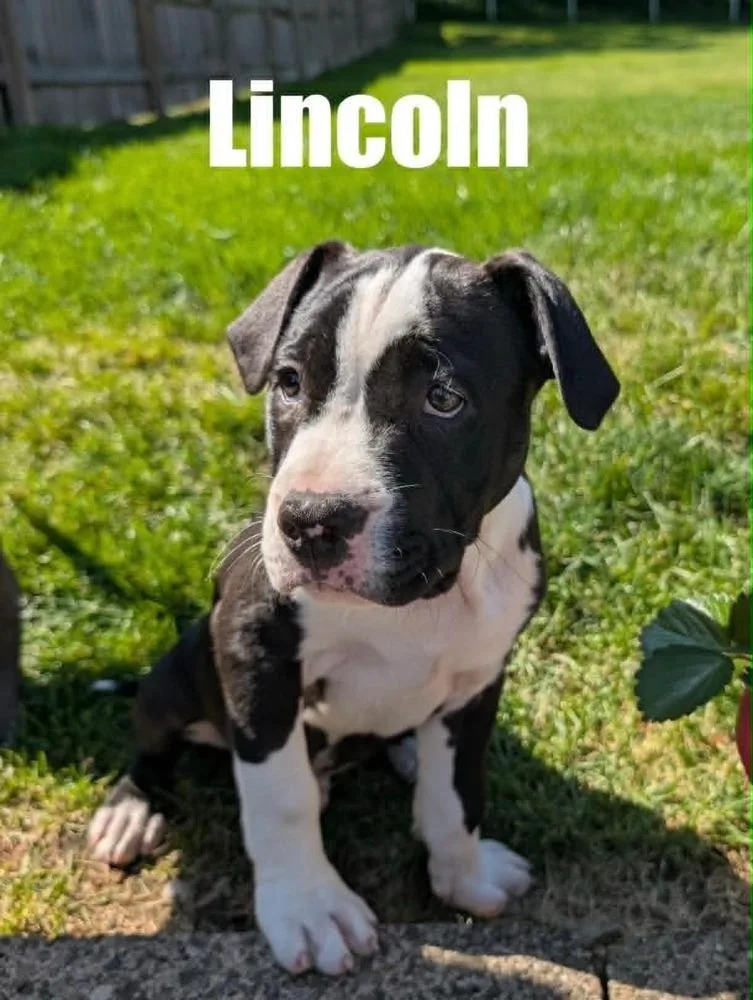 A baby medium-sized male Pit Bull Terrier dog named Lincoln for adoption in harrison city, PA