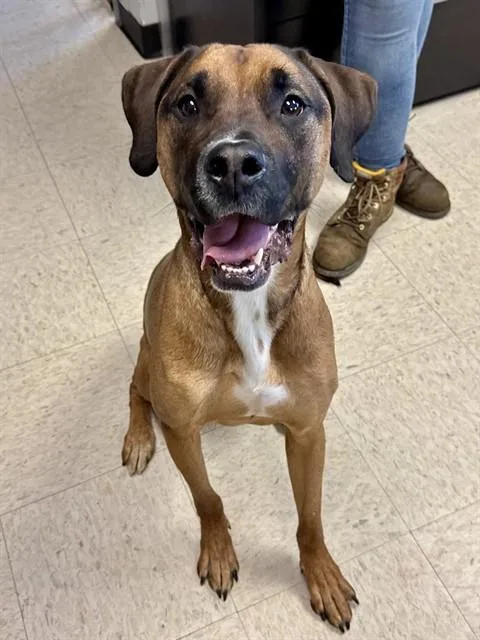 A young medium-sized male Boxer dog named Cash for adoption in Olathe, KS