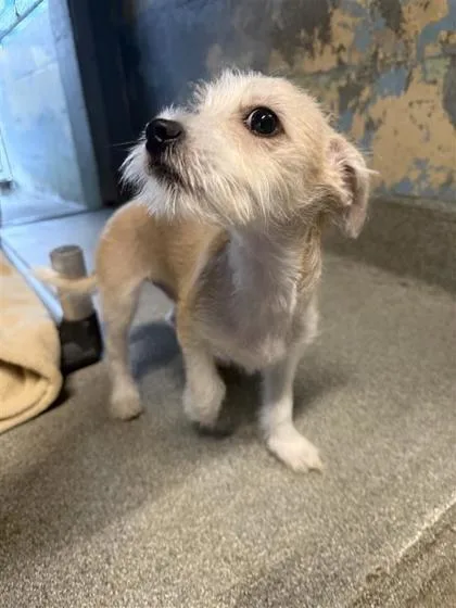 An adult small-sized male Mixed Breed dog named Chip for adoption in Largo, FL