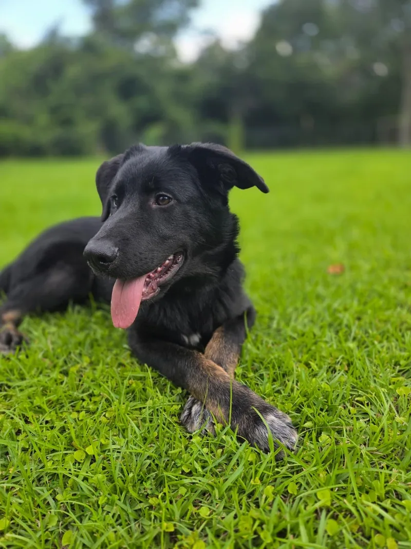 A baby medium-sized male Black Labrador Retriever dog named Roscoe for adoption in Manhasset, NY