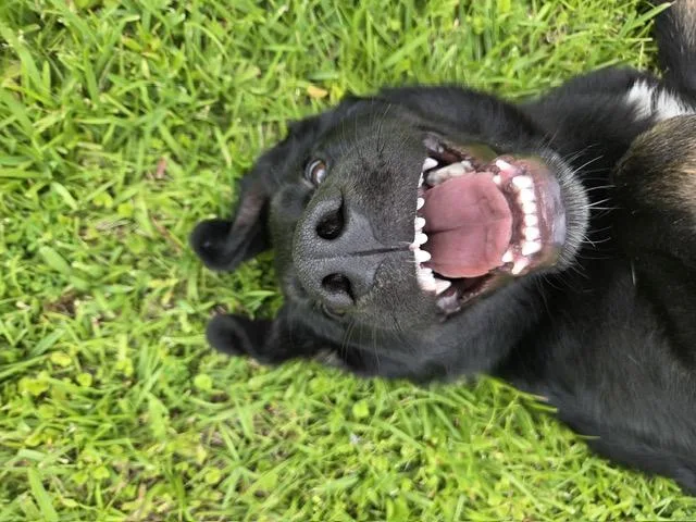 Roscoe thumbnail 2
