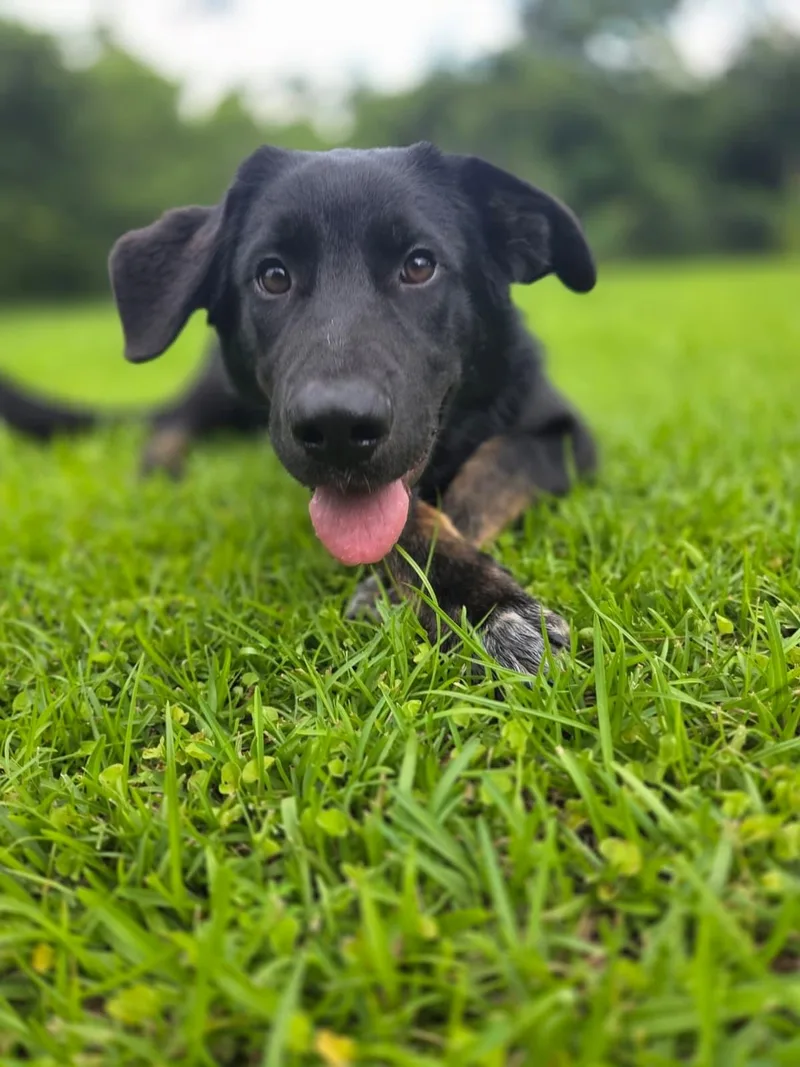 Roscoe thumbnail 4