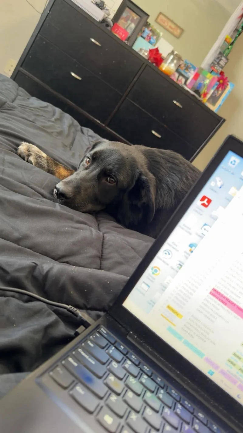 Roscoe thumbnail 6