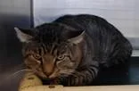 An adult medium-sized male Domestic Short Hair cat named Mincho for adoption in Fallston, MD