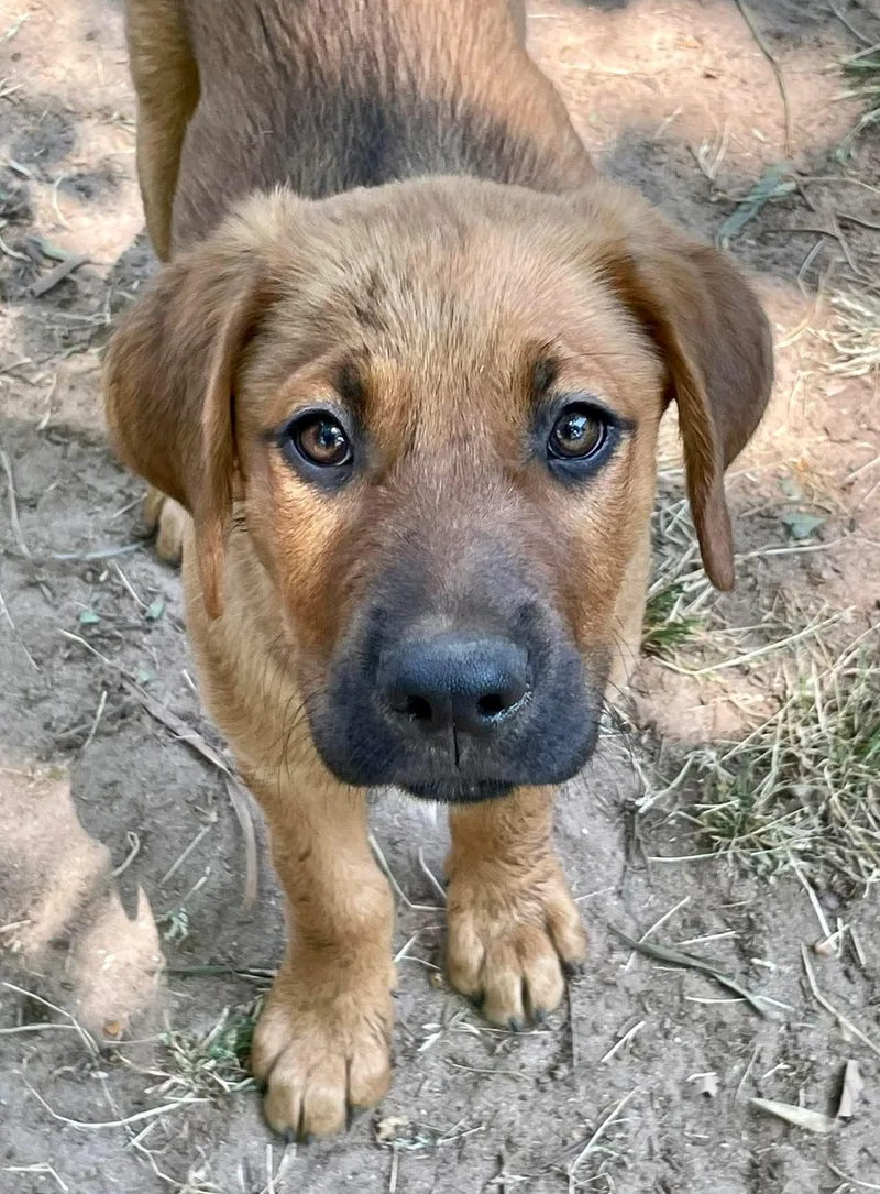 A baby medium-sized female Labrador Retriever dog named Britta for adoption in Carmel, NY