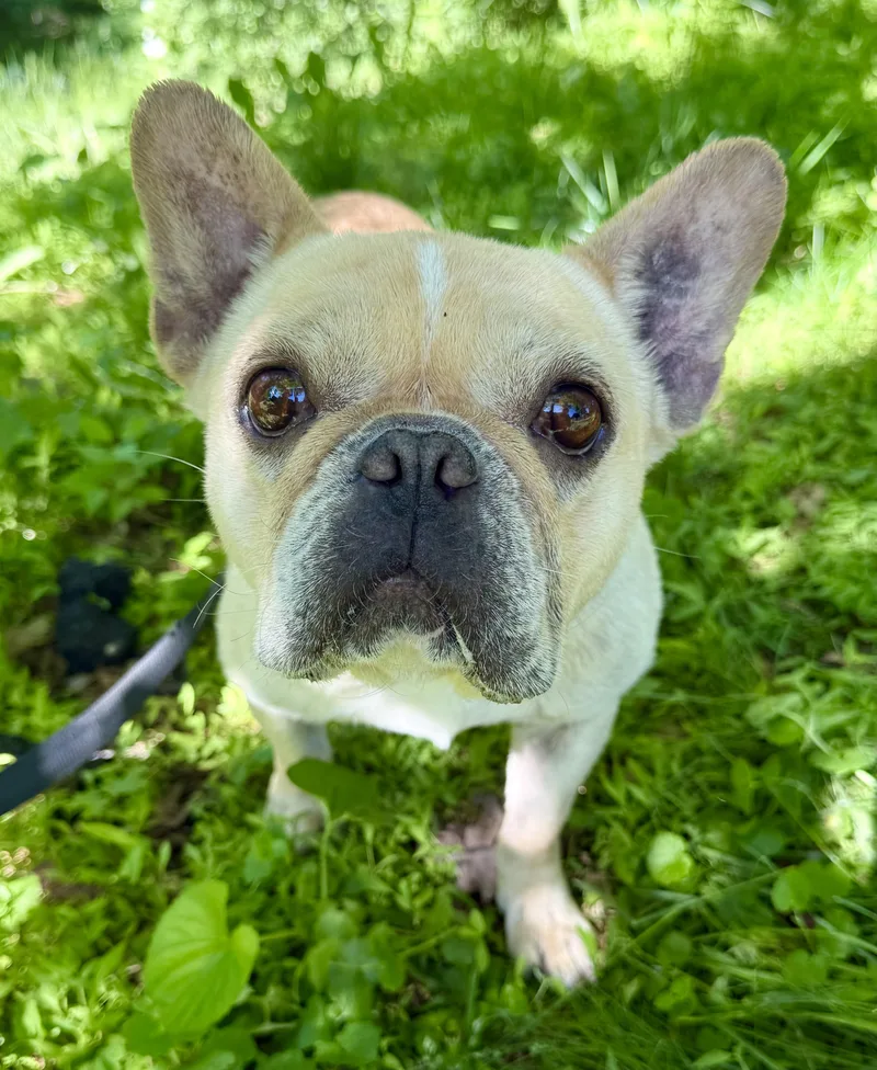 An adult small-sized female Apricot / Beige French Bulldog dog named Little Miss Sunshine for adoption in Tomkins Cove, NY