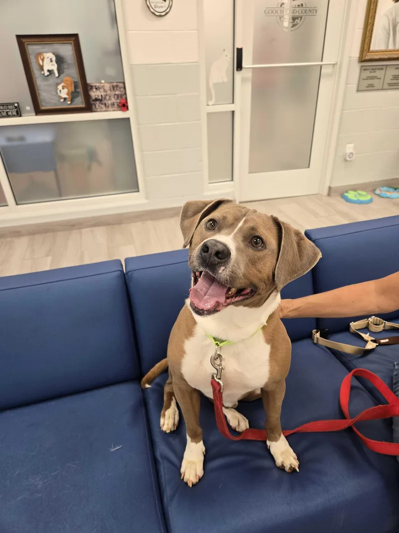 An adult medium-sized male Sable American Bully dog named Oobiedoobie for adoption in Maidens, VA