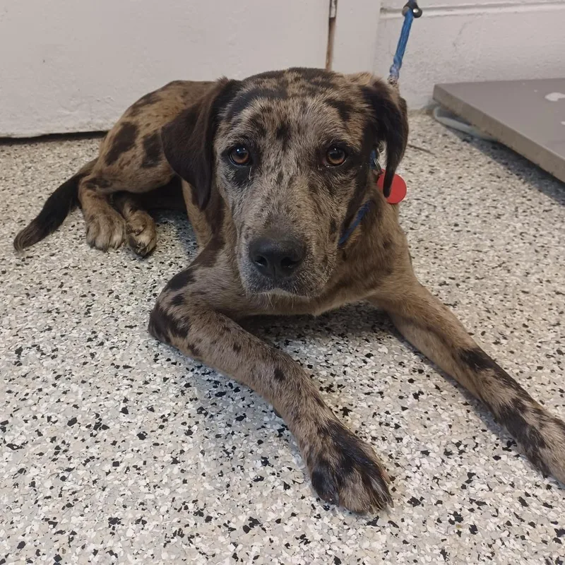 A young medium-sized female Brown / Chocolate Catahoula Leopard Dog dog named Lamb for adoption in Hattiesburg, MS