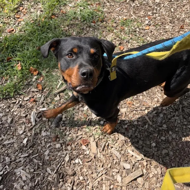 An adult large-sized female Black Rottweiler dog named Elowyn for adoption in Greensboro, NC