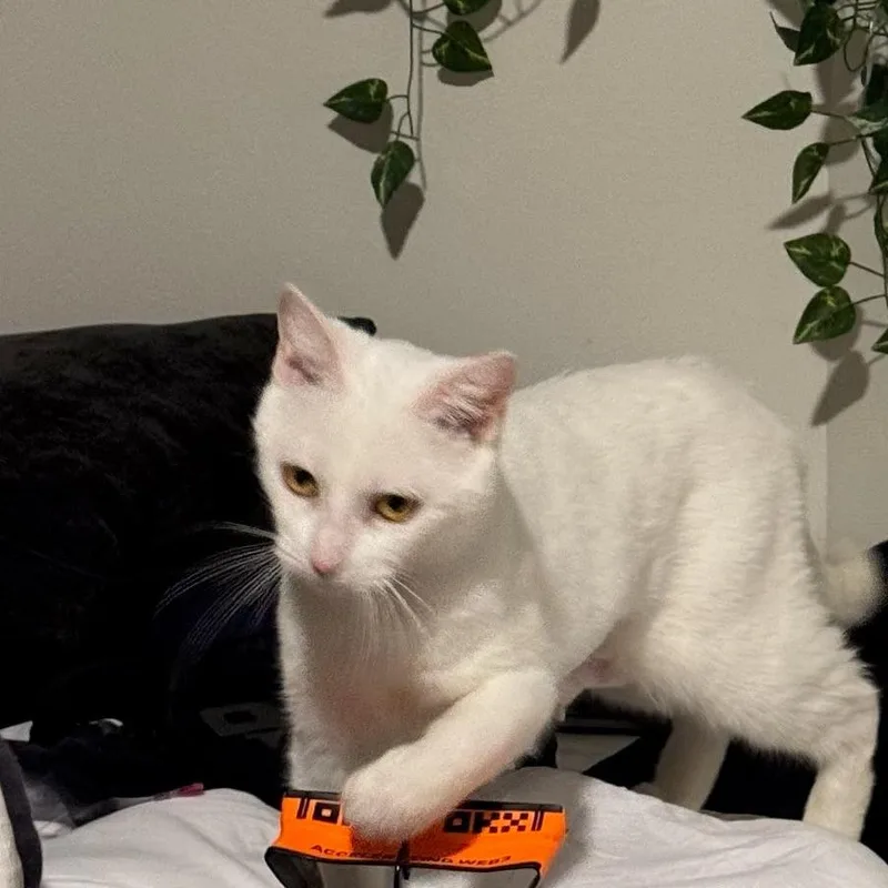 An adult medium-sized female White Domestic Short Hair cat named Stacy for adoption in Madison, WI