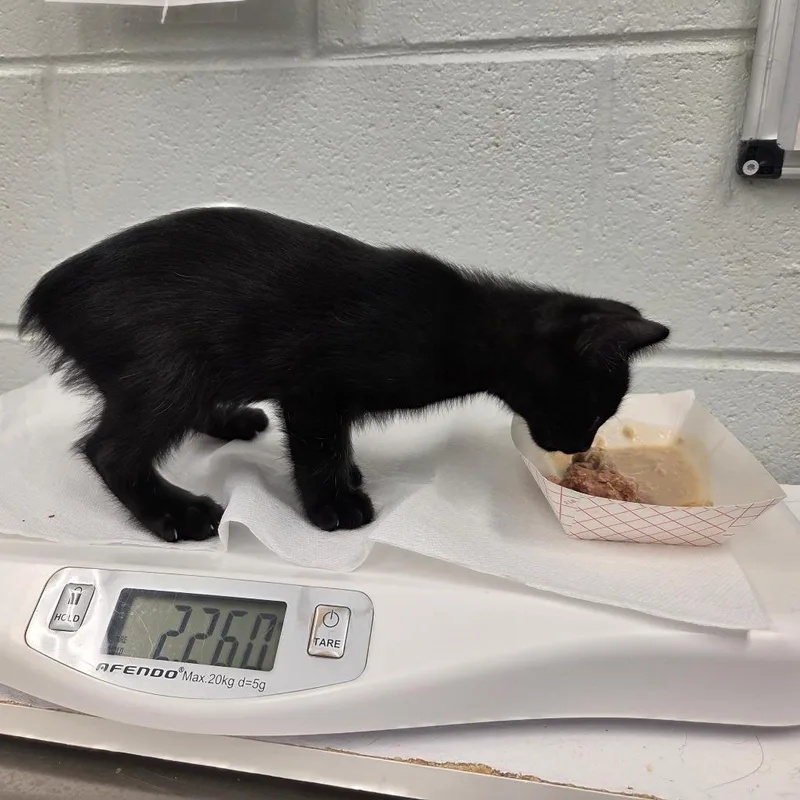 A baby small-sized male Black Domestic Short Hair cat named Tuna for adoption in Chattanooga, TN