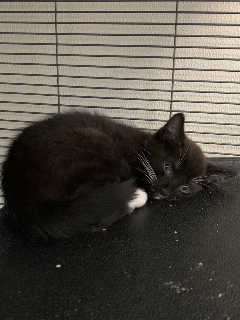 A baby medium-sized male Domestic Short Hair cat named Kona for adoption in Sanford, FL