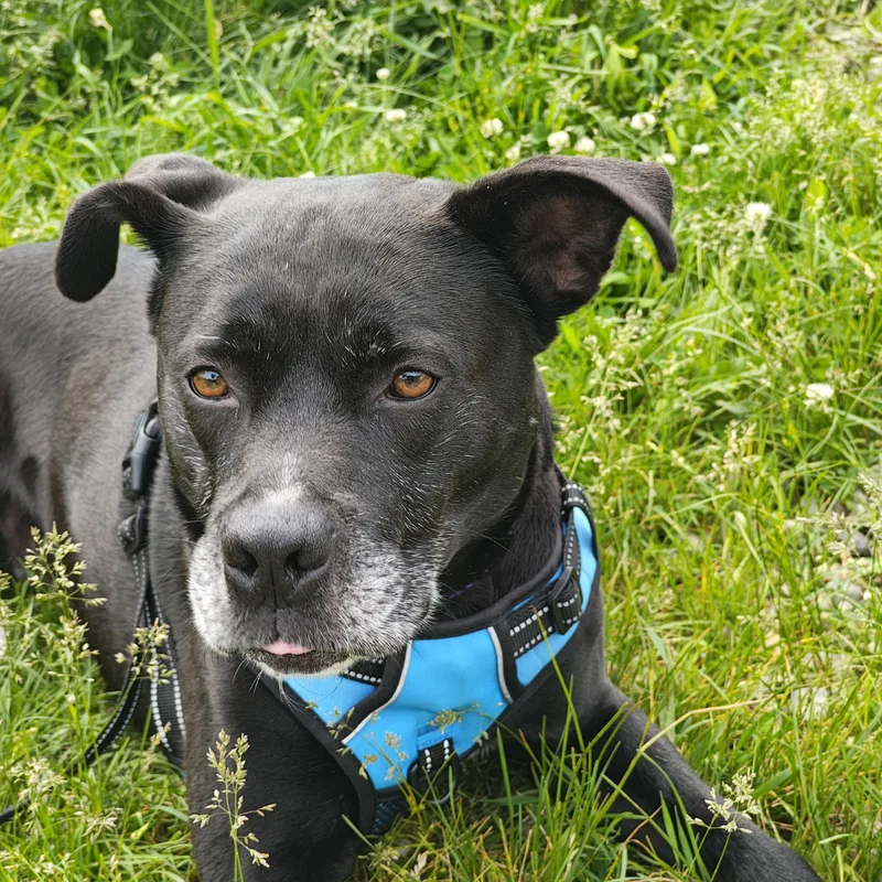 An adult medium-sized male Black Boxer dog named Zander for adoption in Salem, NH