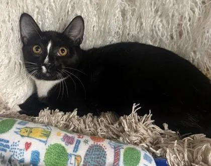 A baby small-sized male Domestic Short Hair cat named Archie for adoption in Conway, SC