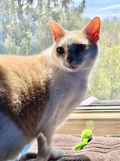 An adult small-sized male Domestic Short Hair cat named Gunnar for adoption in Westminster, MD