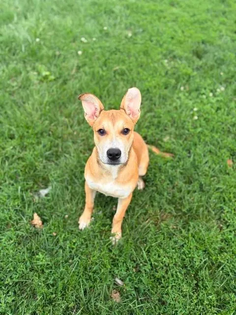 A young medium-sized female German Shepherd Dog dog named Foxxy for adoption in Brownstown, IN