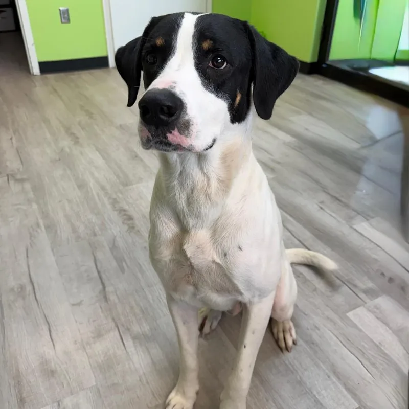 An adult large-sized male White / Cream Hound dog named Tbone for adoption in Emporia, KS