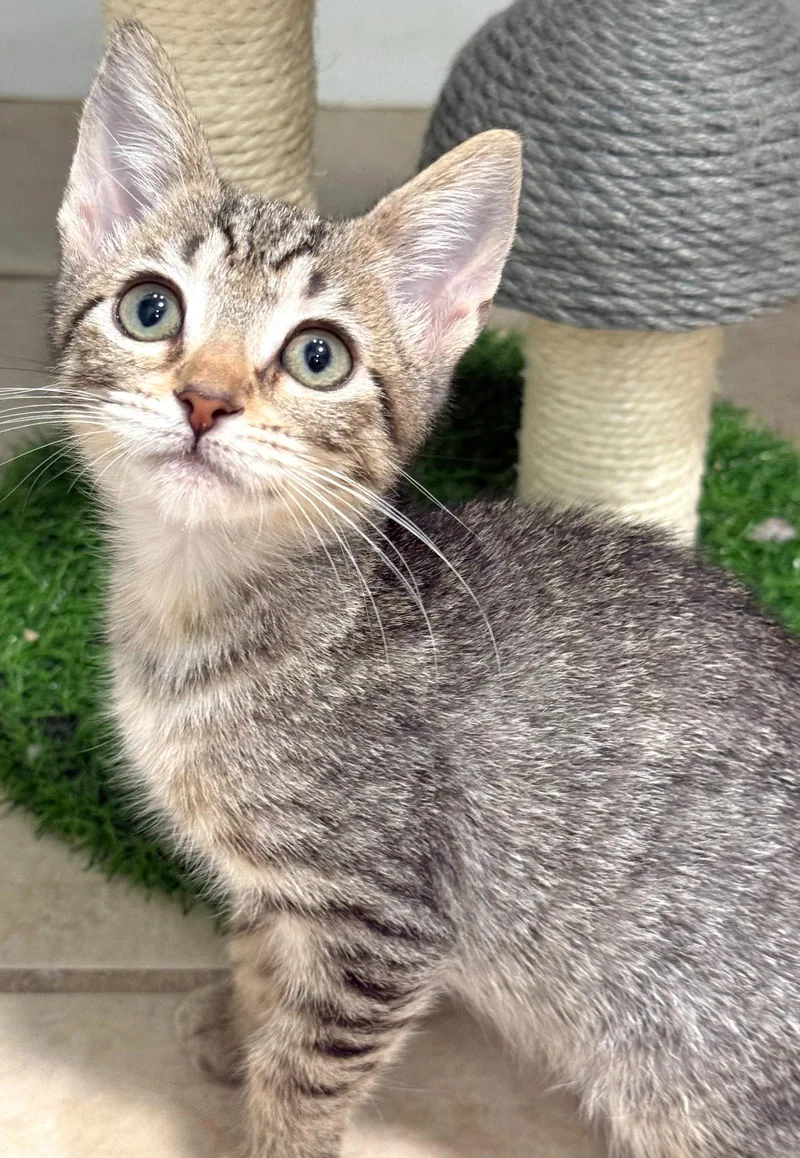 A baby medium-sized female Brown / Chocolate Domestic Short Hair cat named Katla for adoption in Oviedo, FL