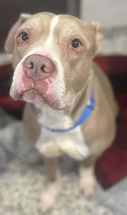 Simba