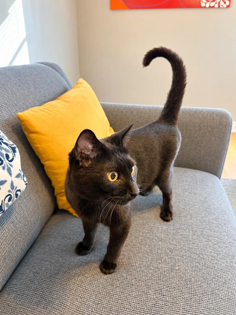 An adult medium-sized male Black Bombay cat named BETELGEUSE Offered for adoption in Hillsboro, OR