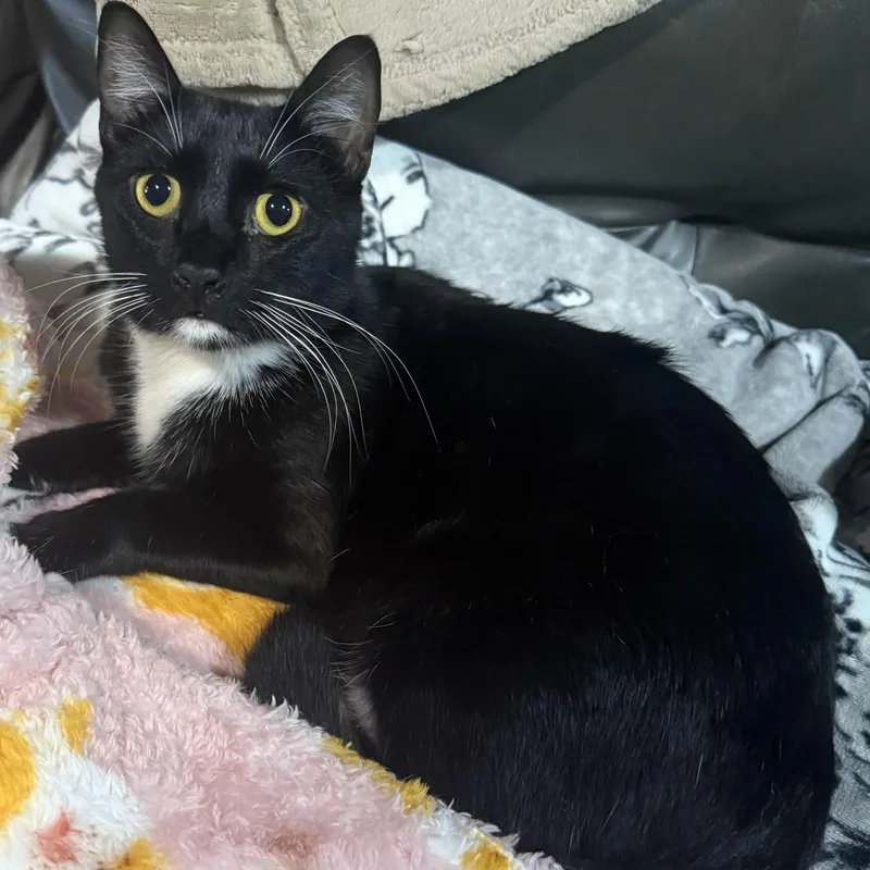A young medium-sized male Black & White / Tuxedo Domestic Short Hair cat named Samson for adoption in Liverpool, TX