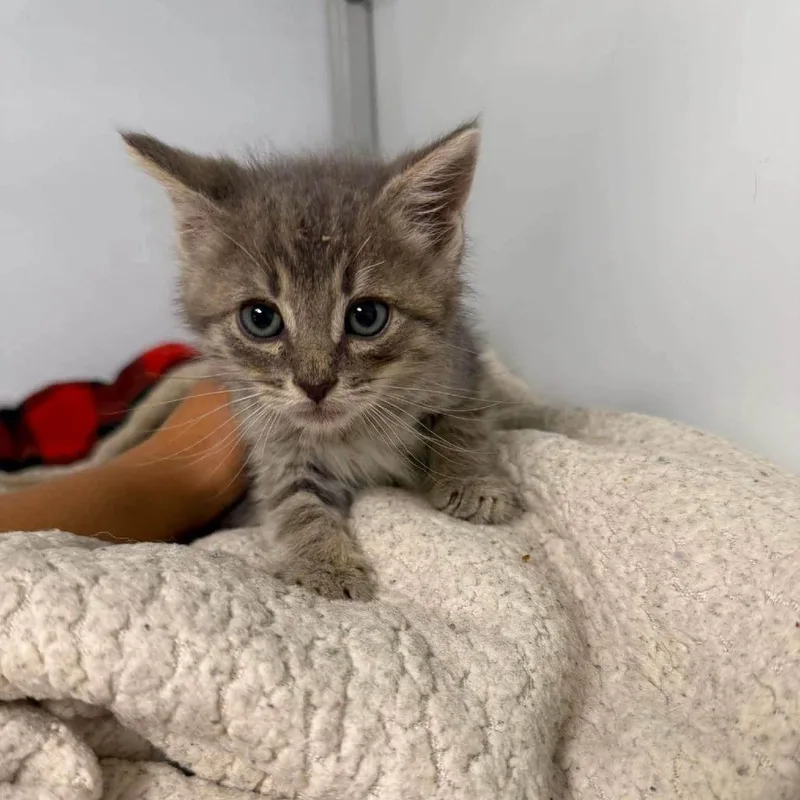 A baby small-sized male Brown / Chocolate Domestic Short Hair cat named Andy In Burke for adoption in Alexandria, VA