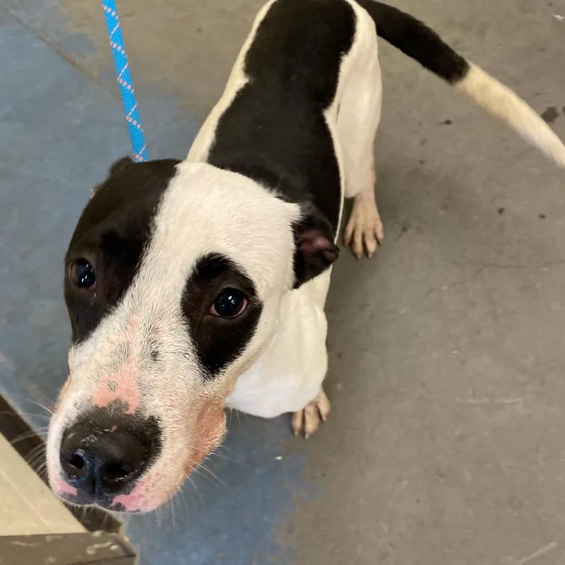 A young small-sized female White / Cream Mixed Breed dog named Chole for adoption in Memphis, TN