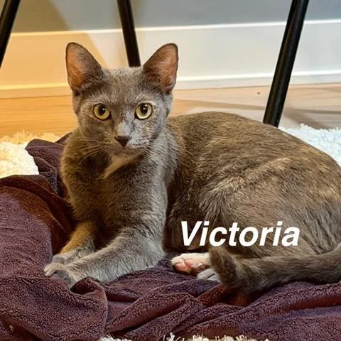 An adult medium-sized female Gray / Blue / Silver Domestic Short Hair cat named Victoria for adoption in Wheeling, IL