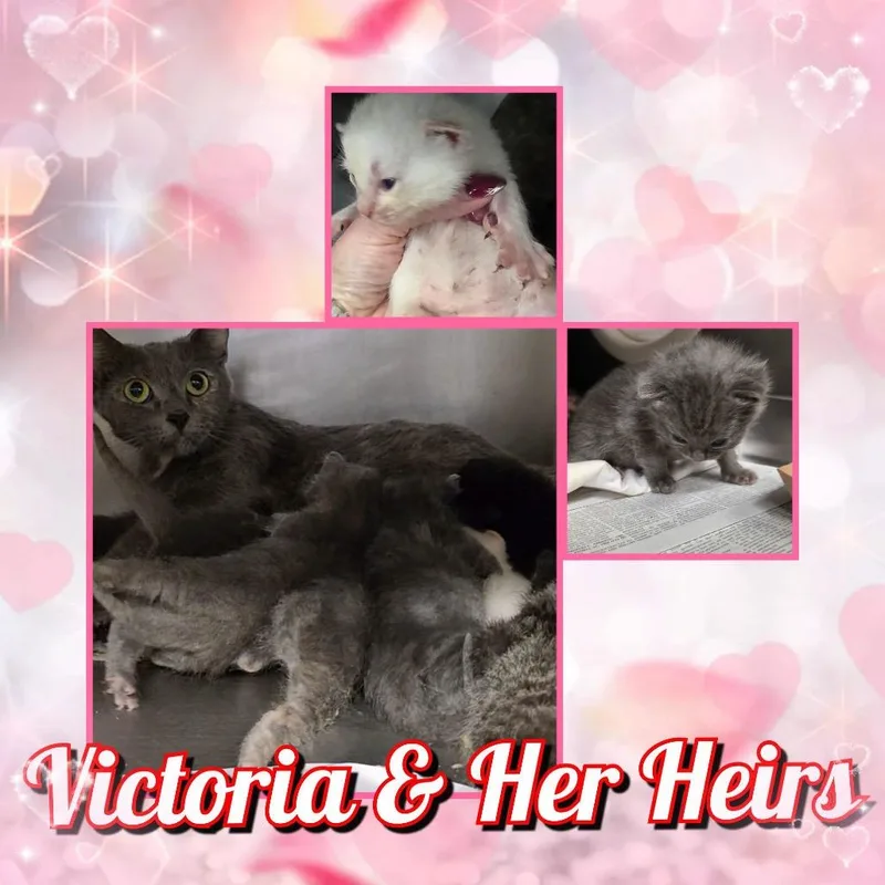 Victoria thumbnail 3