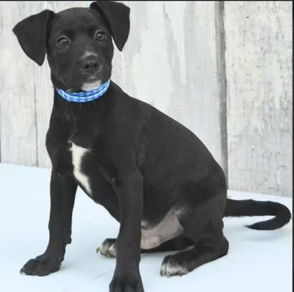 A baby medium-sized male Mixed Breed dog named Terri for adoption in West Chester, PA
