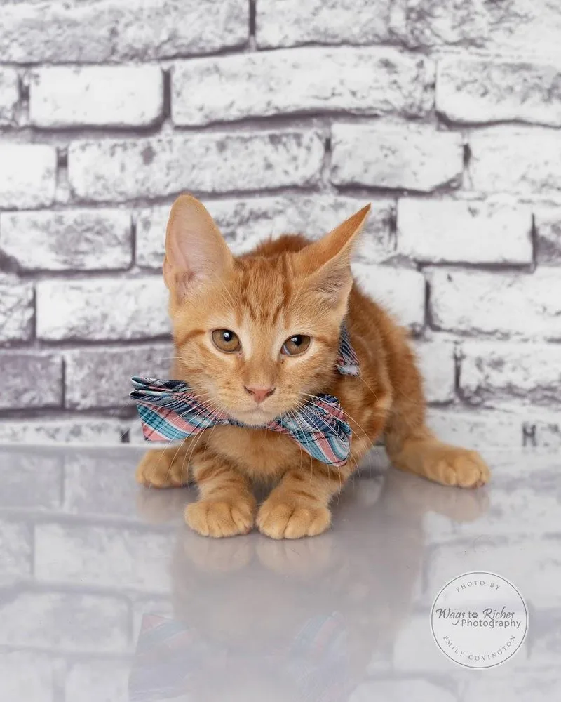 A baby medium-sized male Tabby (Orange / Red) Domestic Short Hair cat named Bert for adoption in Tuscaloosa, AL