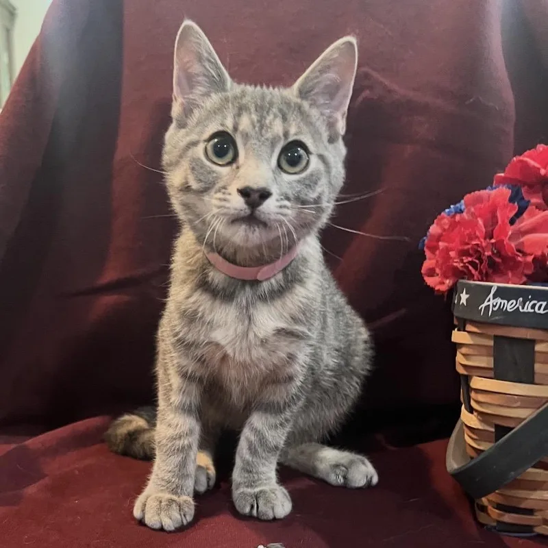 A baby small-sized female Gray / Blue / Silver Domestic Short Hair cat named Flopsy for adoption in Woodbury, NJ