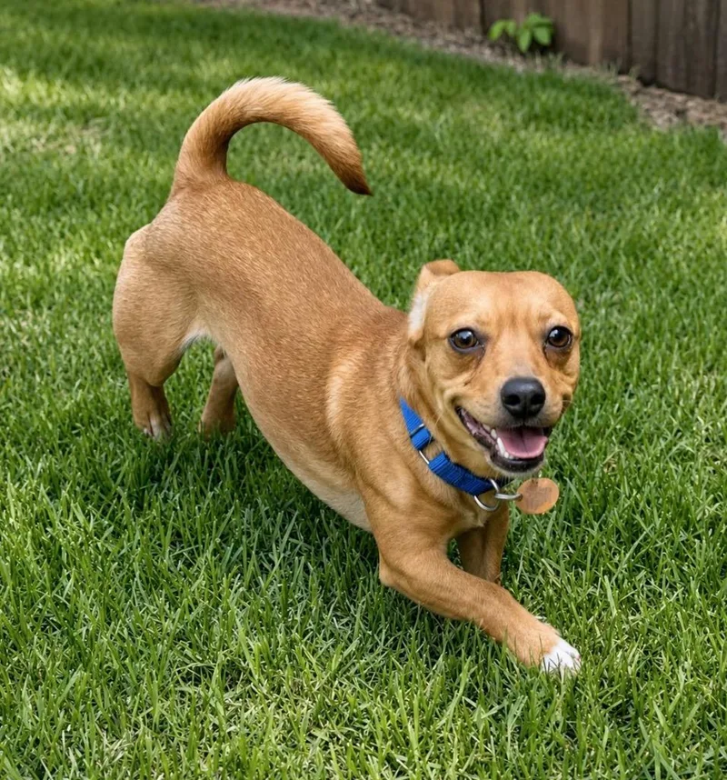 A young small-sized male Chihuahua dog named Rudi for adoption in Princeton, MA