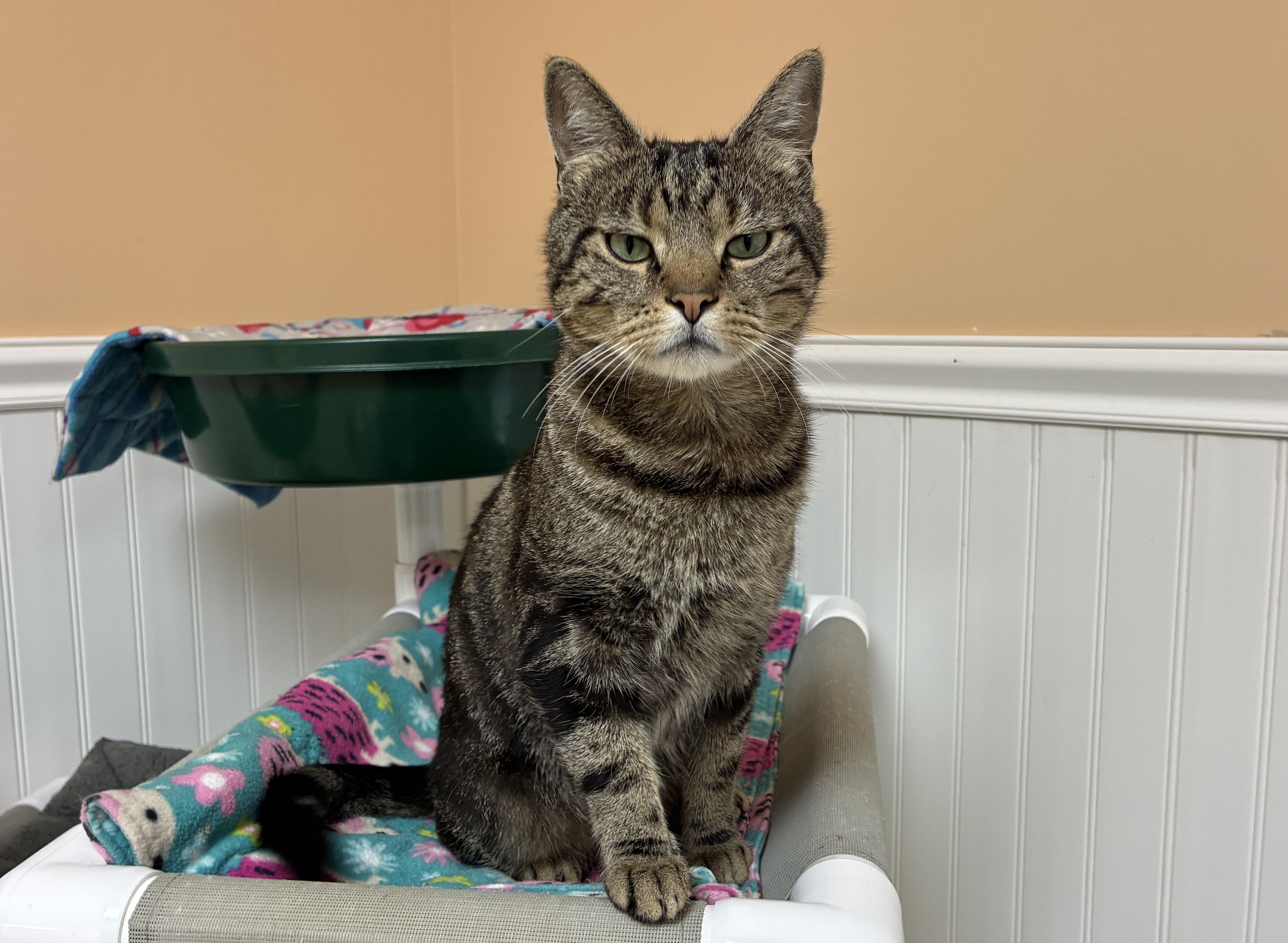 An adult medium-sized male Tabby (Brown / Chocolate) Domestic Short Hair cat named Archie for adoption in Westbrook, CT