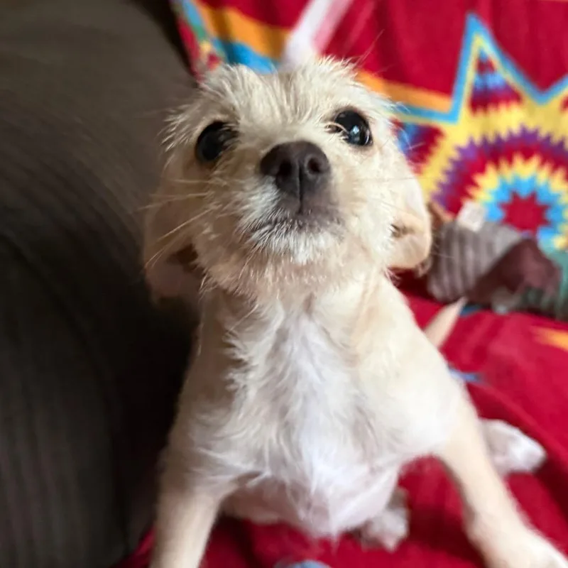 Cassady ~ Cat Friendly thumbnail 2