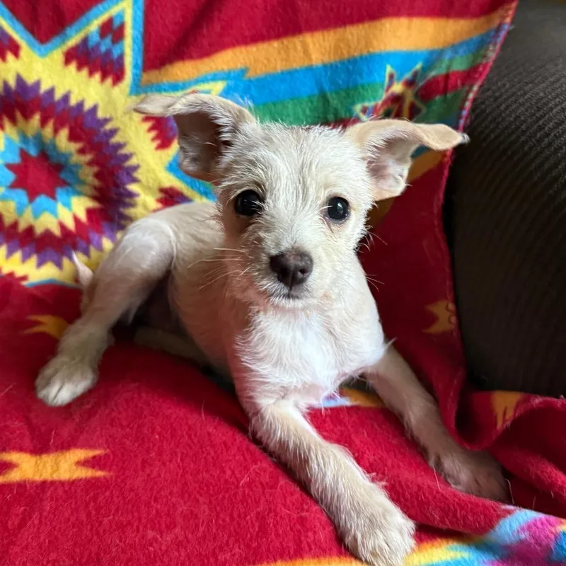 A baby small-sized female White / Cream Chihuahua dog named Cassady ~ Cat Friendly for adoption in Lucedale, MS