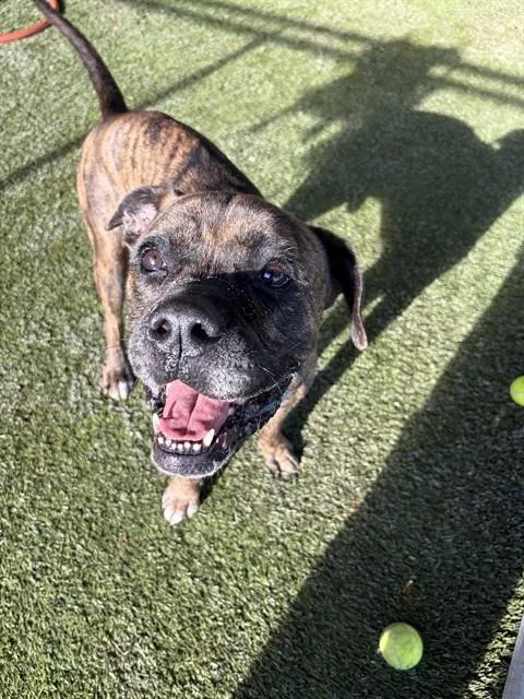 An adult large-sized male Terrier dog named Paco for adoption in Miami, FL