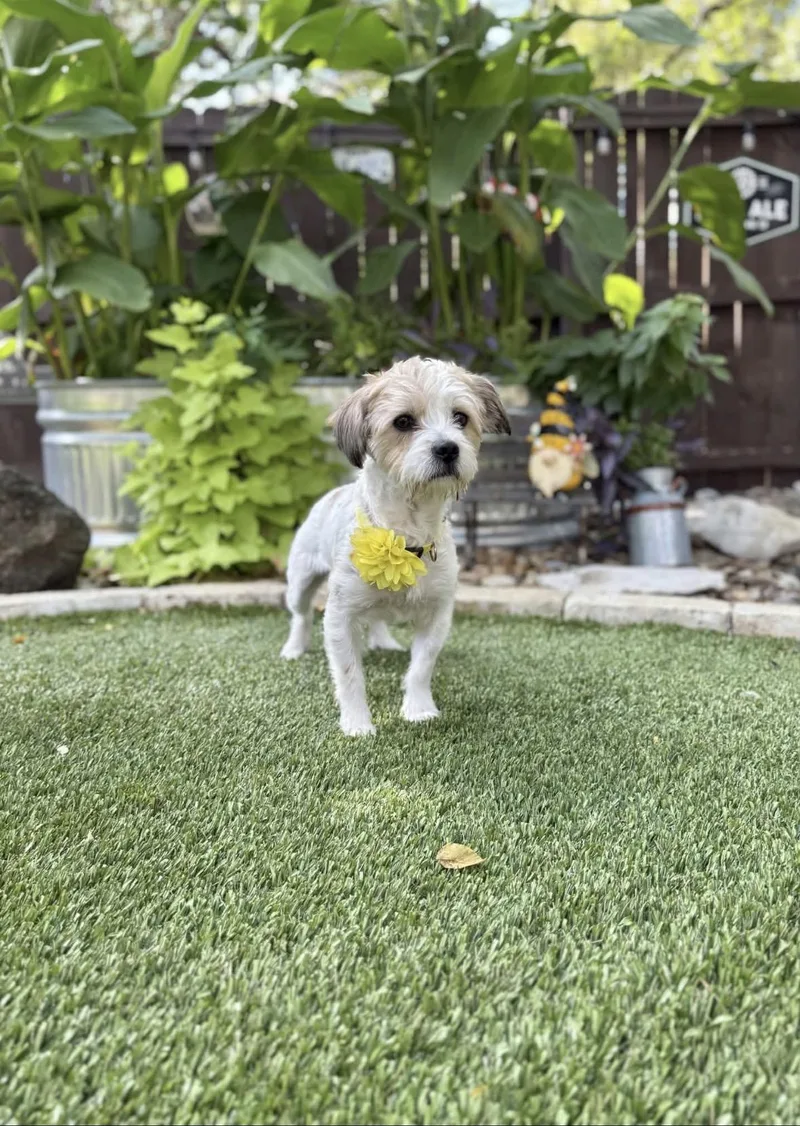 A young small-sized male Shih Tzu dog named Charlie for adoption in San Antonio, TX