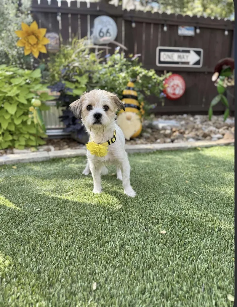 Charlie thumbnail 3