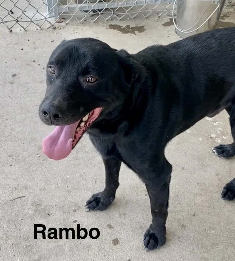 Rambo