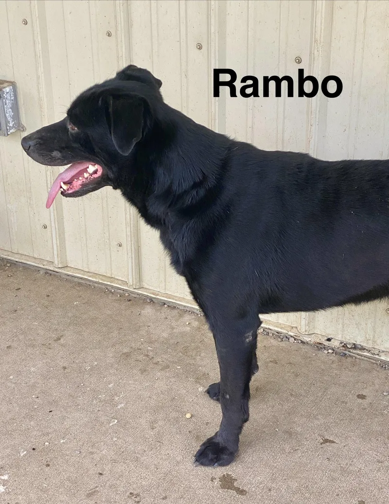 Rambo thumbnail 2